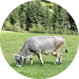 cow